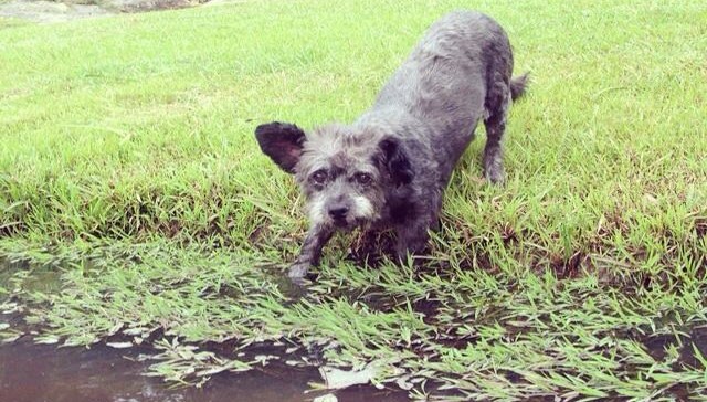 Chester enjoying a romp.