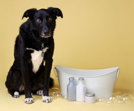 Dog about to get a deskunking.